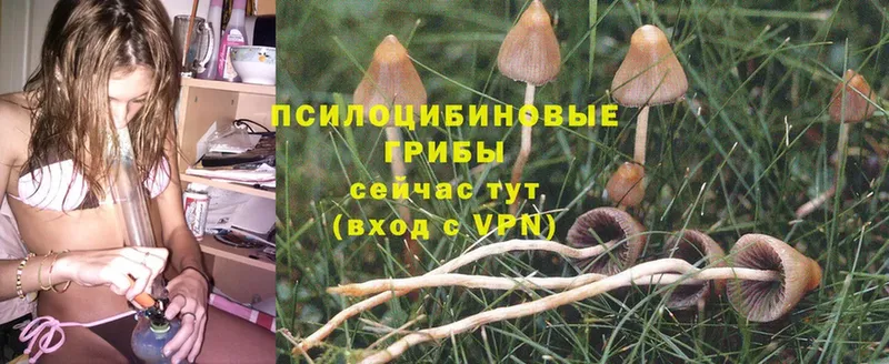 закладки  Урюпинск  Псилоцибиновые грибы Psilocybine cubensis 